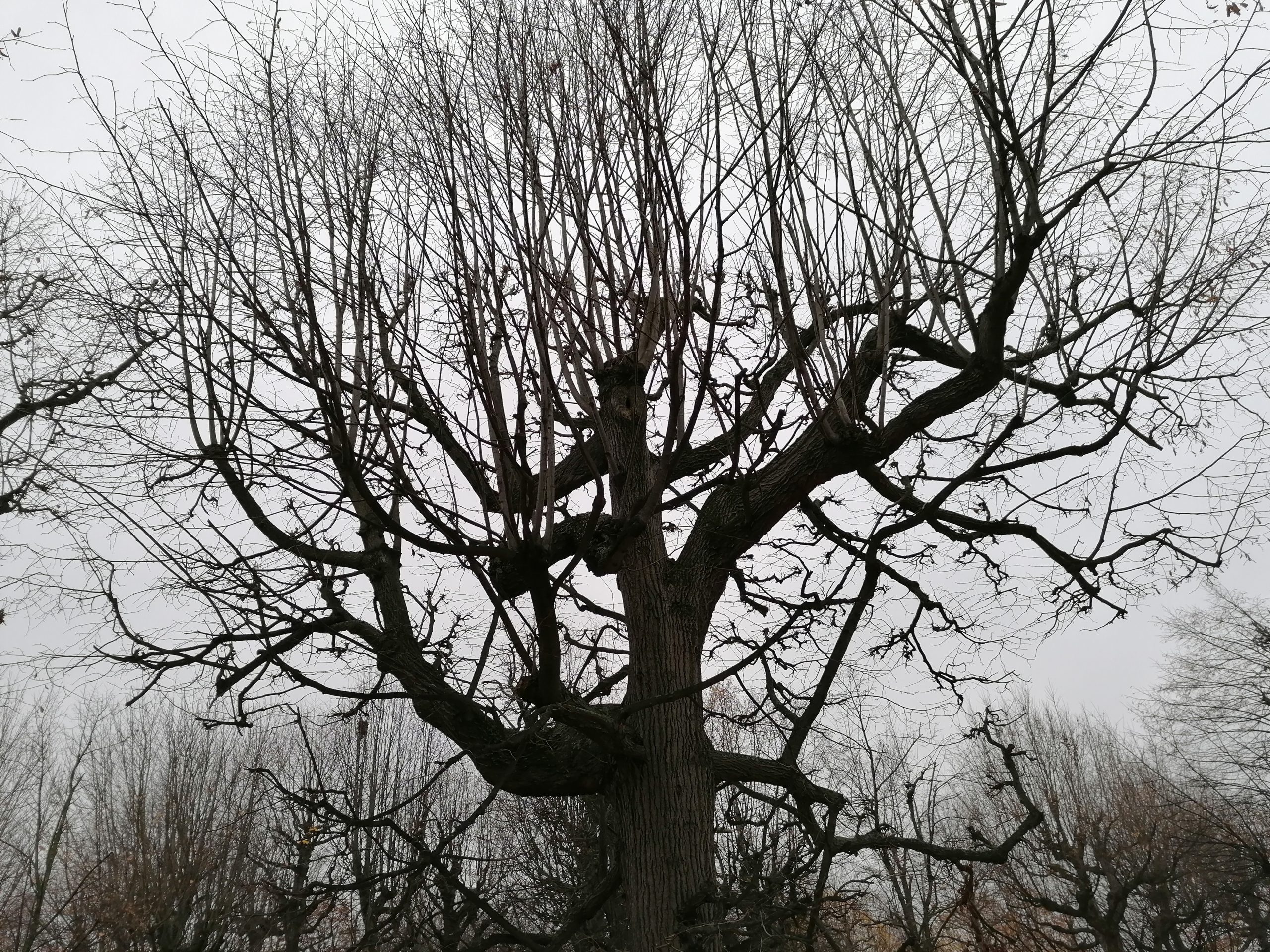 Der „Klang“ der Befreiung